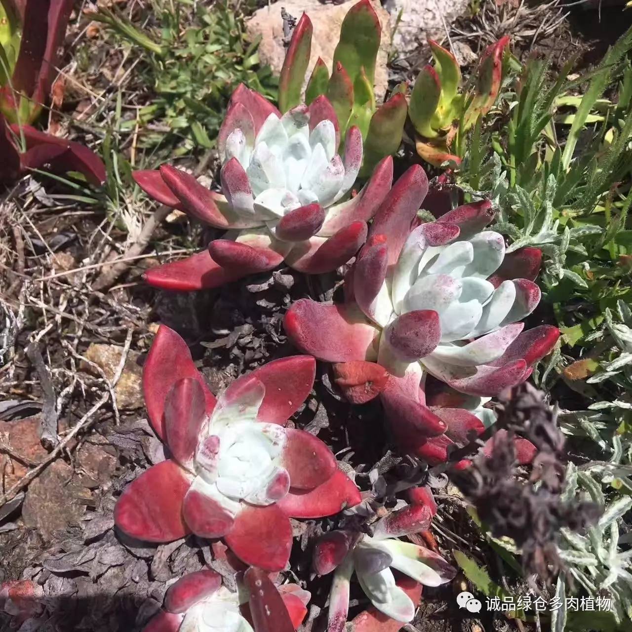 秀肉肉｜本周韩国肉肉直播图集