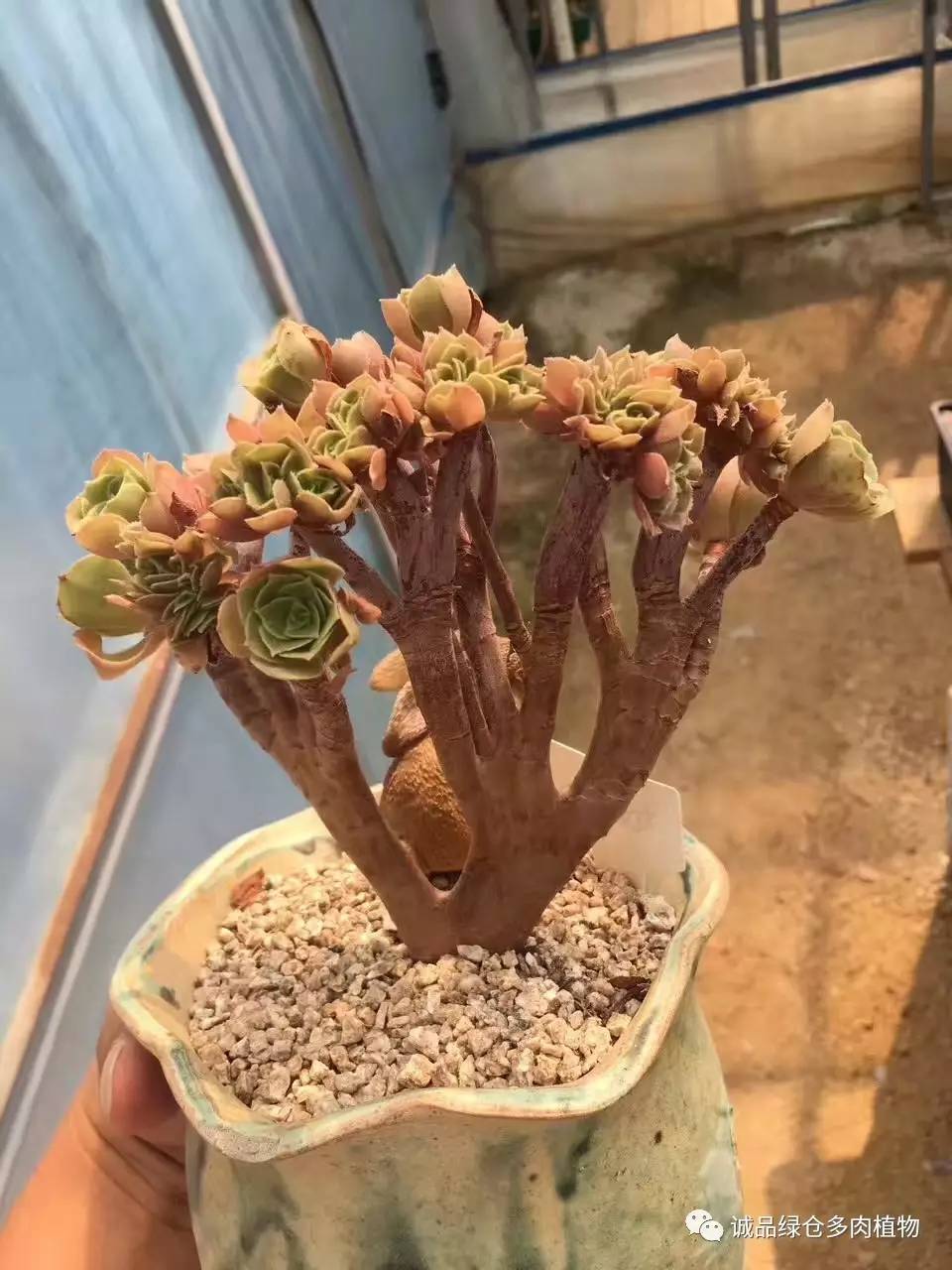 秀肉肉｜本周韩国肉肉直播图集