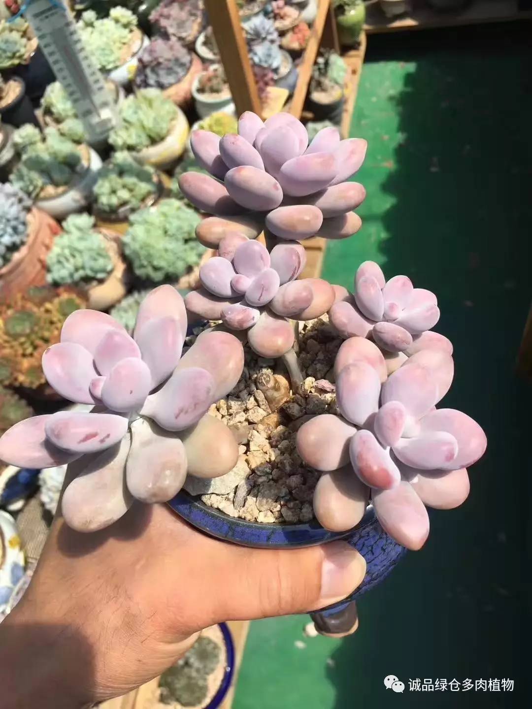 秀肉肉｜本周韩国肉肉直播图集