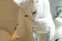 降火去燥祛湿气的中药,秋冬降火去燥的中药