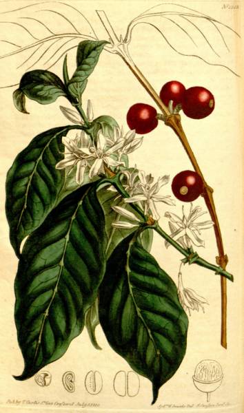 单品咖啡和意式咖啡,咖啡品种科普