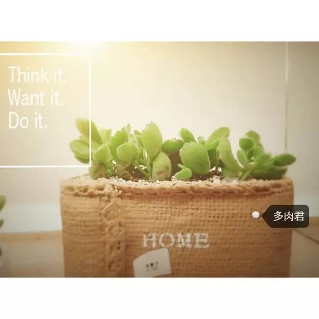 为什么韩国的多肉出名,韩国多肉为什么那么美