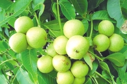 陇南市现代农业,加大投入力度促进农业高质量发展