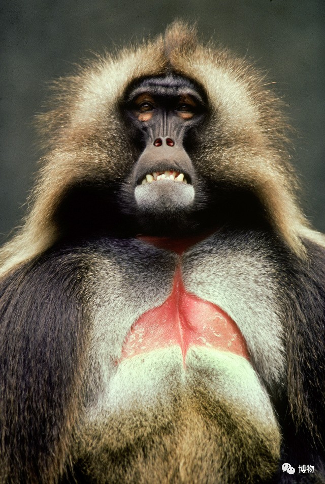 为啥马里奥要吃蘑菇才能长大？