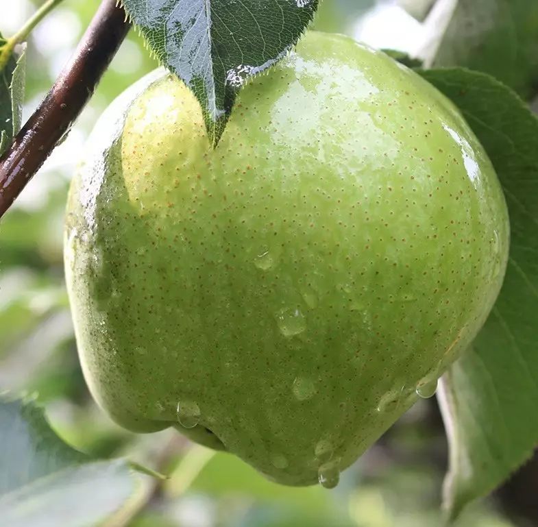 孟津土特产有哪些图片和名字,孟津特产必买清单