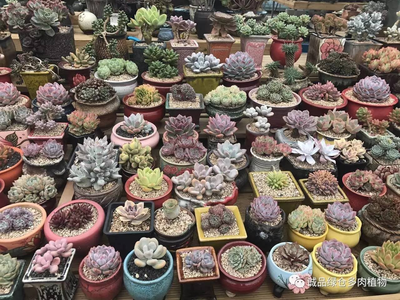 秀肉肉｜本周韩国肉肉直播图集