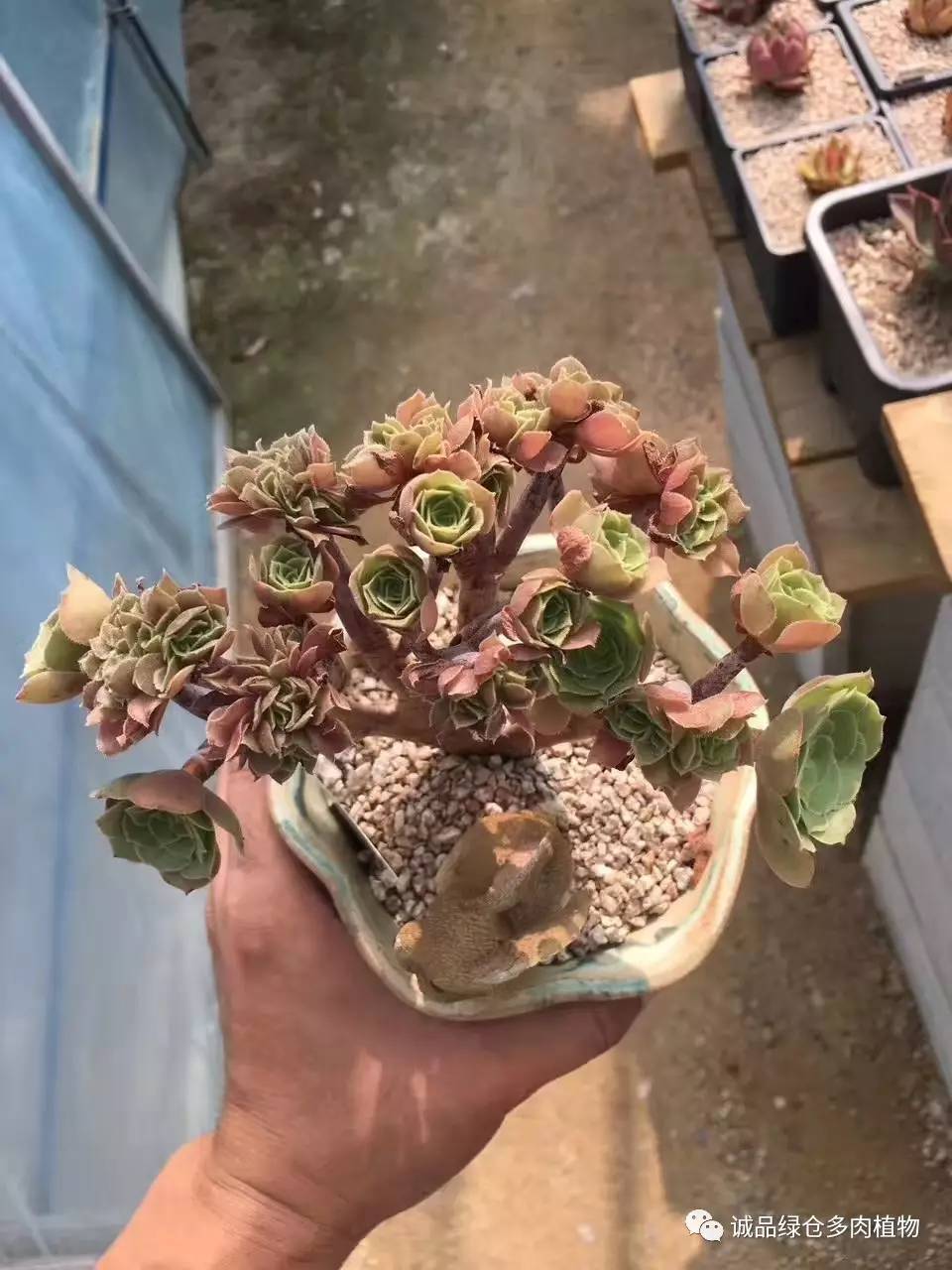 秀肉肉｜本周韩国肉肉直播图集