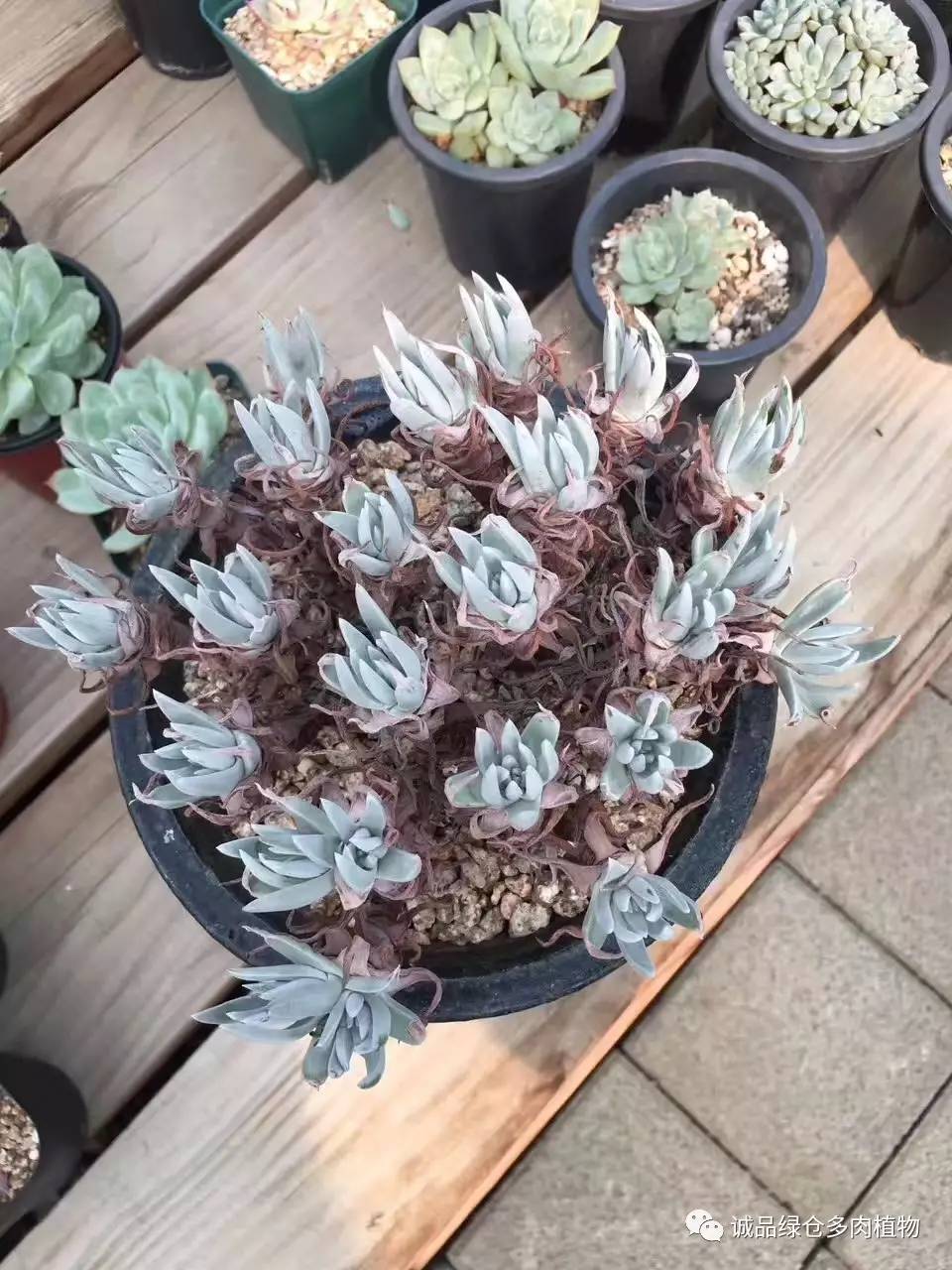 秀肉肉｜本周韩国肉肉直播图集