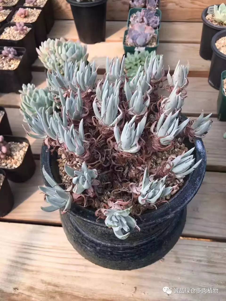 秀肉肉｜本周韩国肉肉直播图集