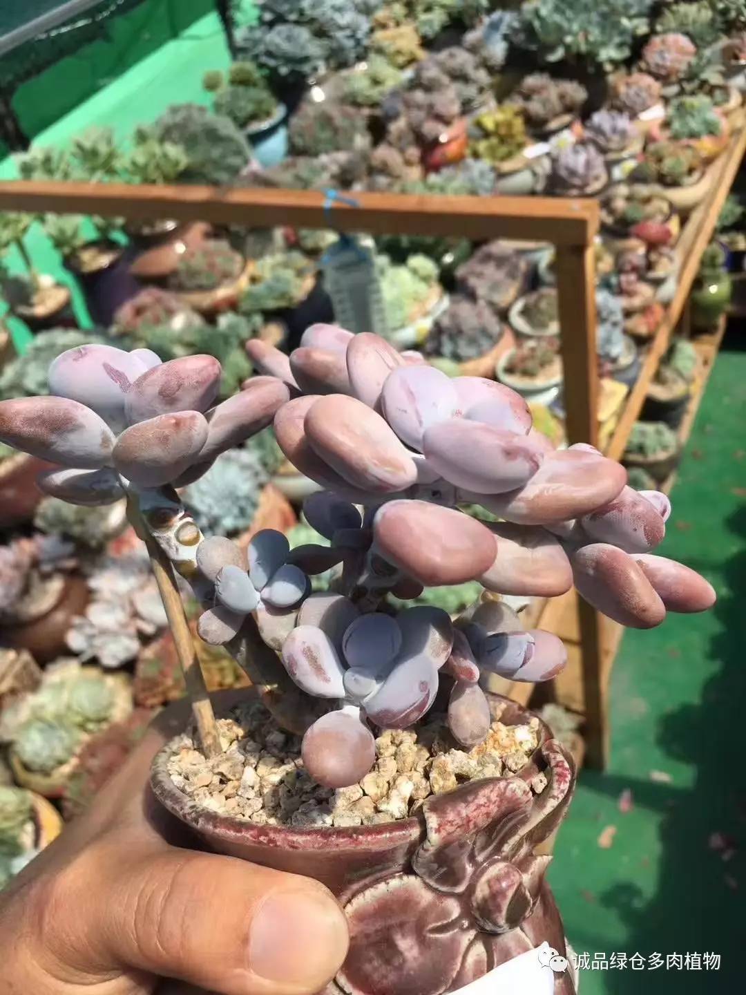 秀肉肉｜本周韩国肉肉直播图集