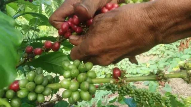 单品咖啡和意式咖啡,咖啡品种科普