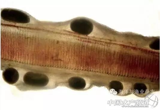 传染快，流行广，危害大！不用慌，一文教你对付白点病