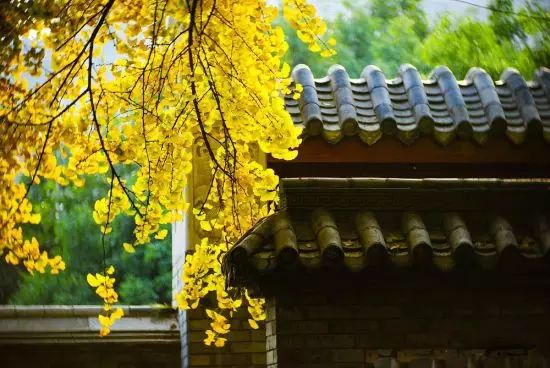 一叶知秋，雪中送炭话艾灸