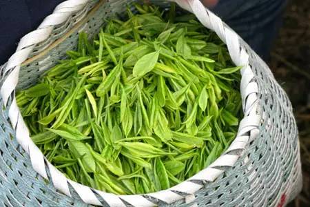 体质虚弱的人喝什么茶最好,湿热体质怎么调理喝什么茶