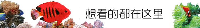 海马入缸几天喂食,海马种植
