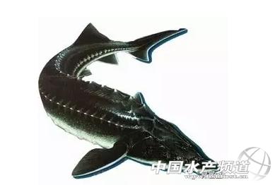 鲟鱼养殖与加盟,鲟鱼养殖赚不赚钱