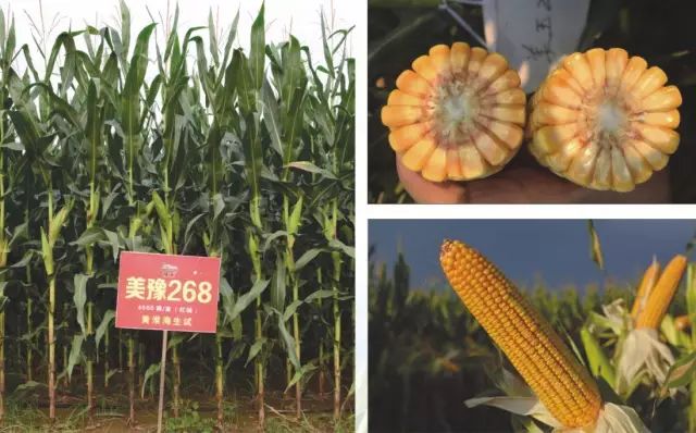 2019年农业部推广的玉米新品种,2022年国家审定的玉米新品种