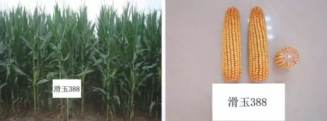 2019年农业部推广的玉米新品种,2022年国家审定的玉米新品种