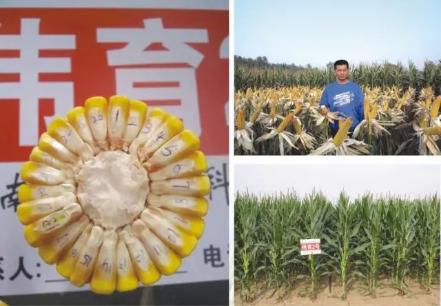 2019年农业部推广的玉米新品种,2022年国家审定的玉米新品种