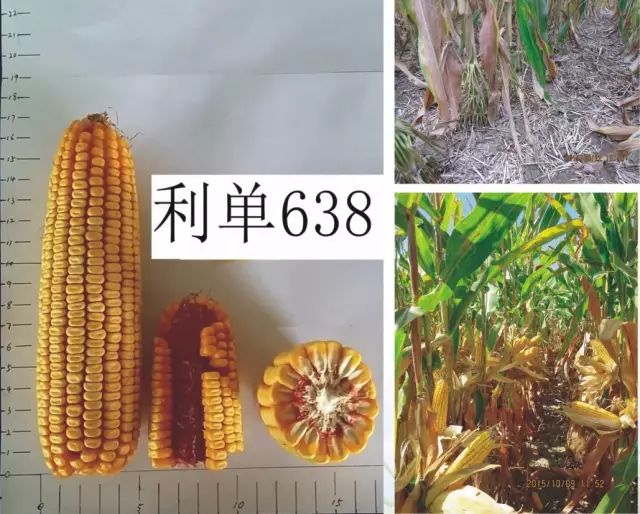 2019年农业部推广的玉米新品种,2022年国家审定的玉米新品种