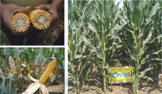 2019年农业部推广的玉米新品种,2022年国家审定的玉米新品种