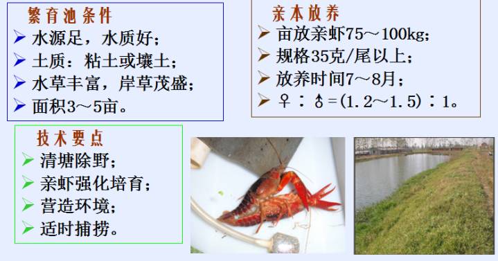 小龙虾最新现状,小龙虾的发展情况