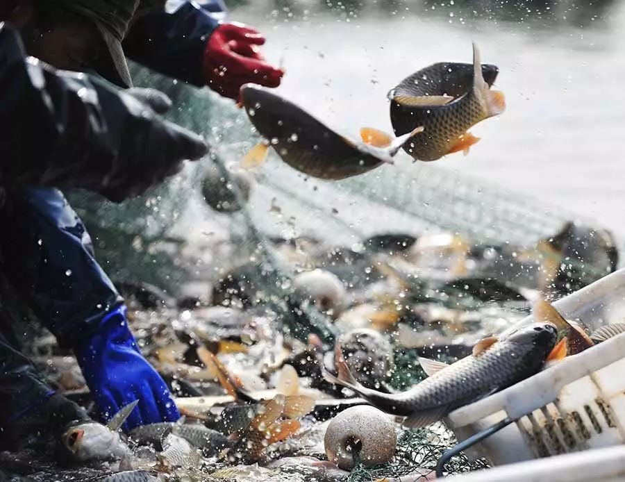 孟津土特产有哪些图片和名字,孟津特产必买清单