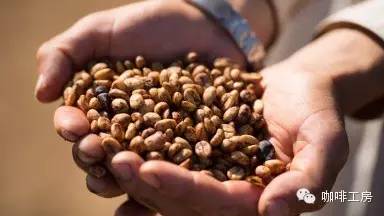 单品咖啡和意式咖啡,咖啡品种科普