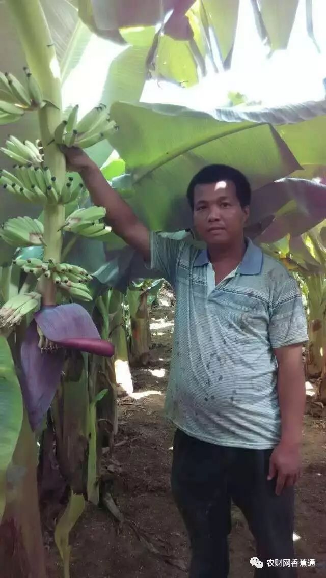 果树如何防御台风,台风年年有