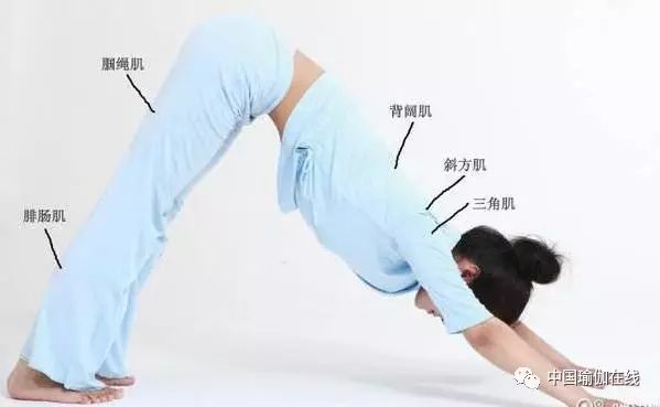 经期可以练瑜伽下犬式么,龙式瑜伽经期可以练吗