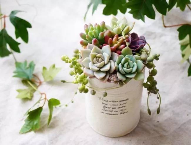 为什么韩国的多肉出名,韩国多肉为什么那么美