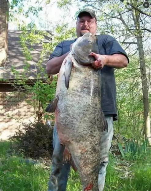 长江的各种濒危物种,长江生物多样性现状