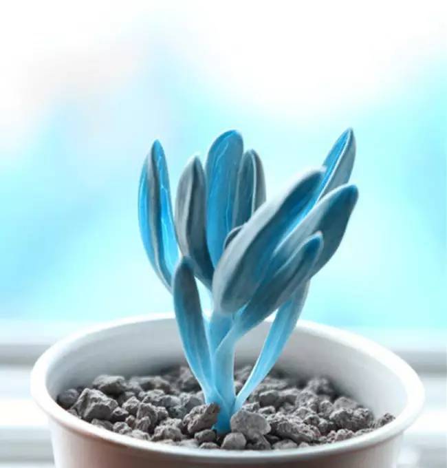 为什么韩国的多肉出名,韩国多肉为什么那么美