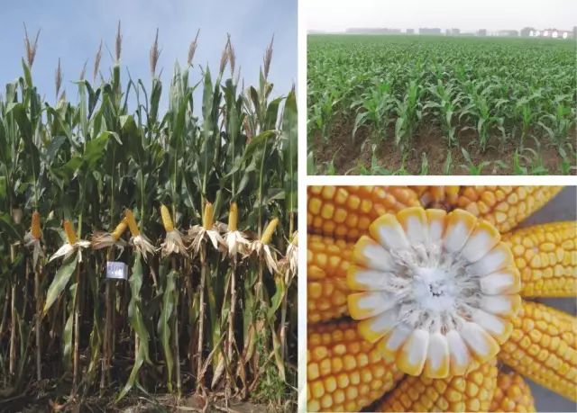 2019年农业部推广的玉米新品种,2022年国家审定的玉米新品种