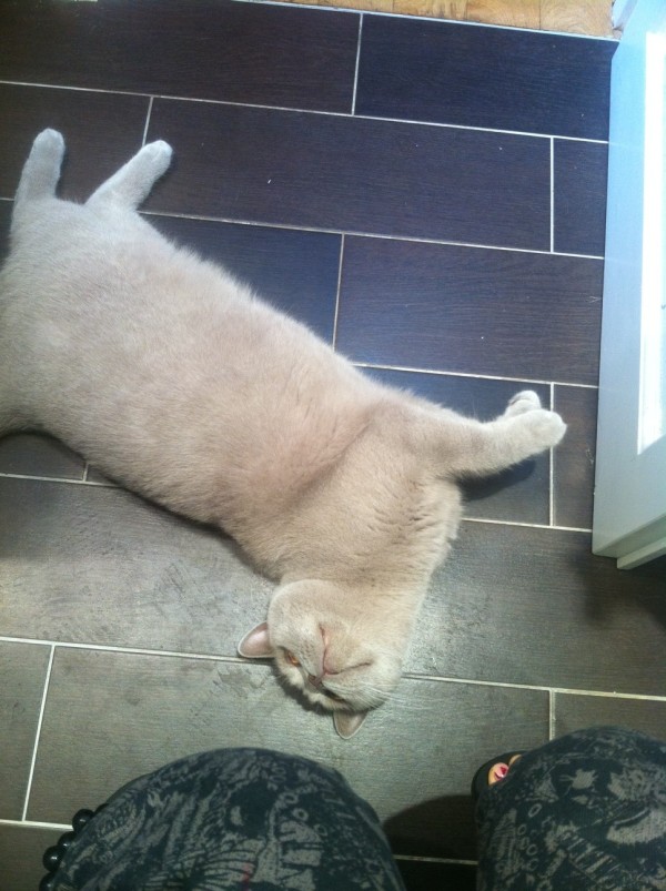 「猫爸百科」喵主子看你上厕所，我想你们是拒绝的！