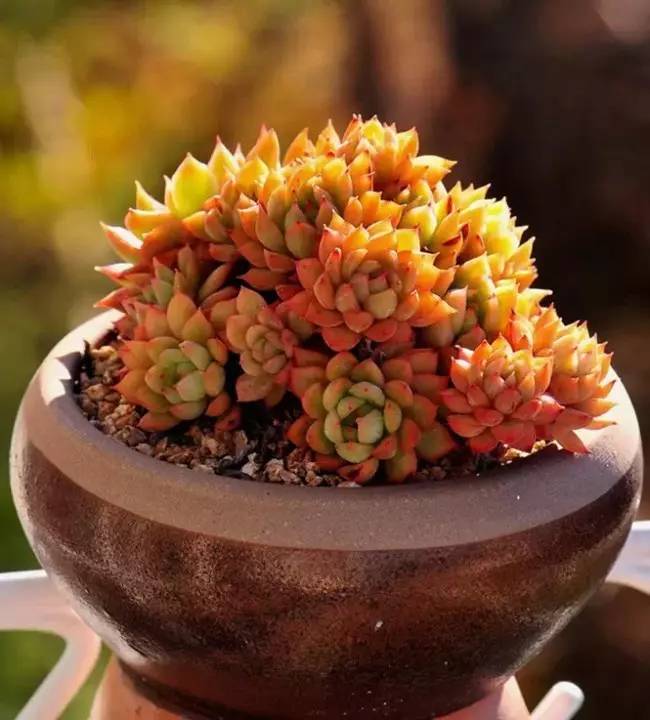 为什么韩国的多肉出名,韩国多肉为什么那么美