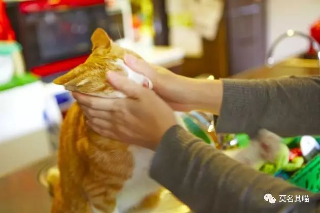 “黑暗系卡哇伊”是什么风格？樋口裕子（YukoHiguchi）笔下的猫咪异想世界