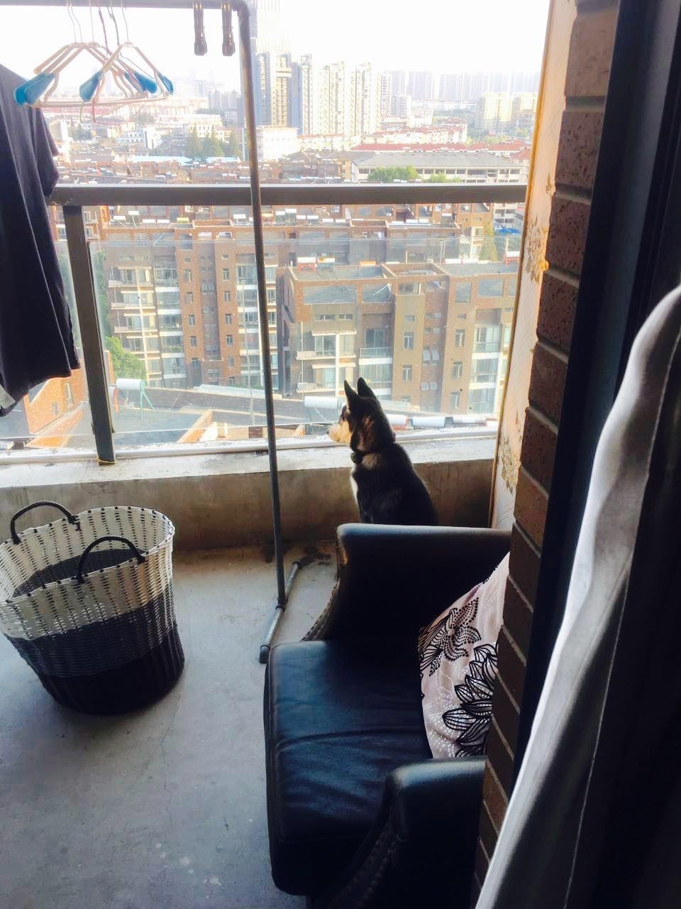 主人不在家狗狗都在想什么,你不在家的时候你的狗狗在干嘛呢