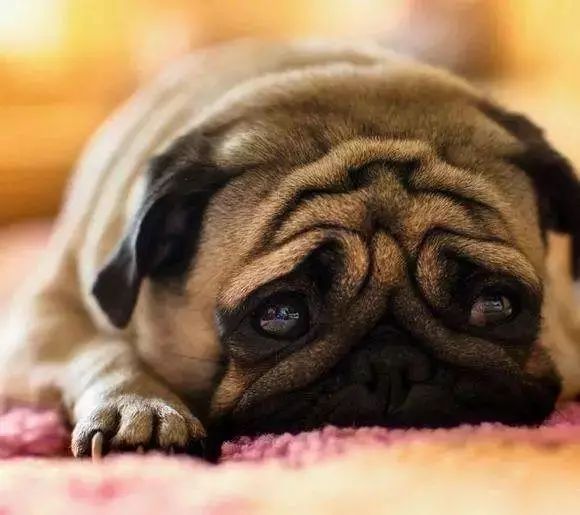 「哏儿都萌宠」——狗狗向你求救的信号，一定要关注