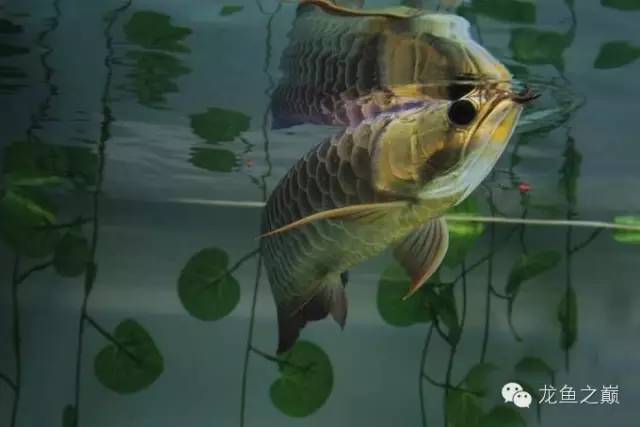 龙鱼饲料训练,龙鱼喂养视频无解说