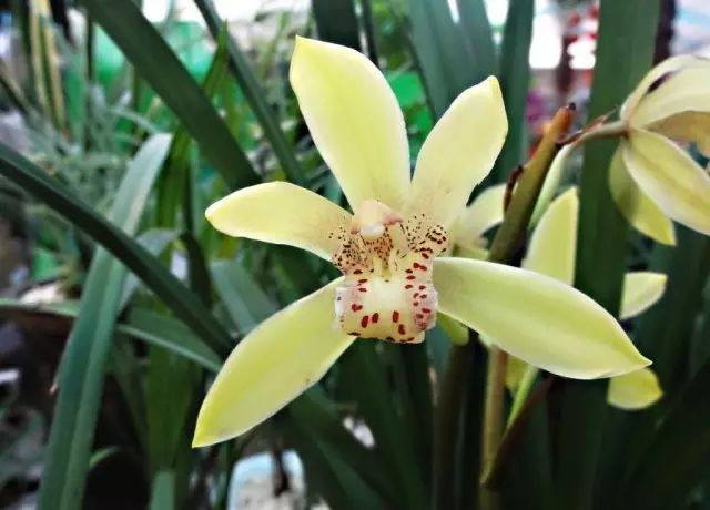 美肤植物,植物百科仿生植物