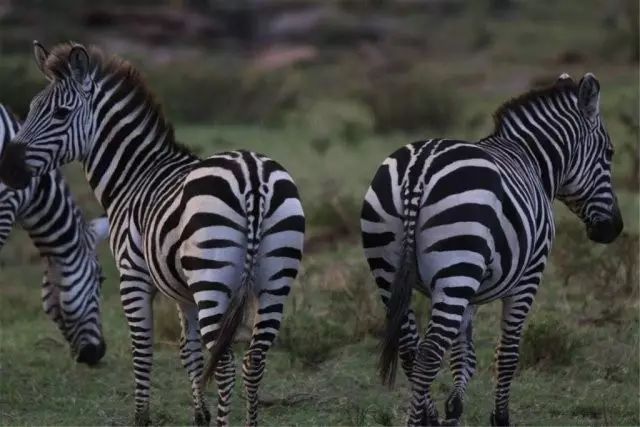 BLACKYAK牛人牛队｜登顶“非洲之巅”