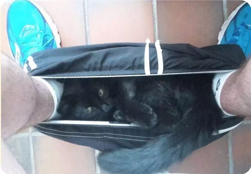 「猫爸百科」喵主子看你上厕所，我想你们是拒绝的！