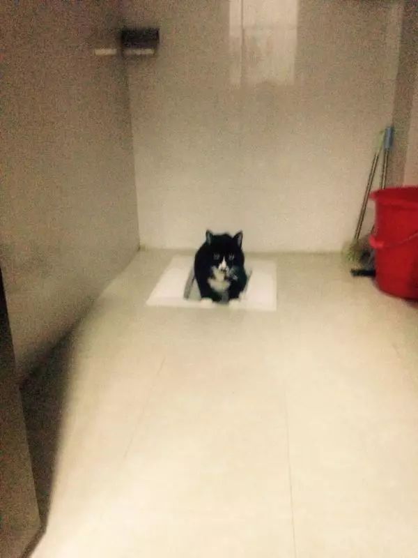 「猫爸百科」喵主子看你上厕所，我想你们是拒绝的！