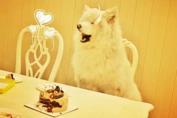 主人不在家狗狗都在想什么,你不在家的时候你的狗狗在干嘛呢