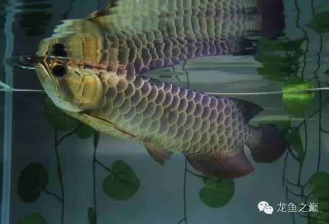 龙鱼饲料训练,龙鱼喂养视频无解说