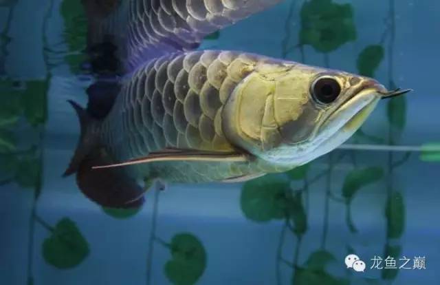 龙鱼饲料训练,龙鱼喂养视频无解说