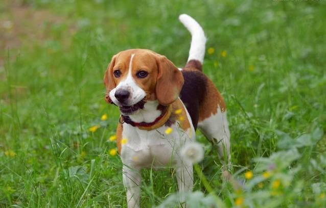 这是一场特殊的葬礼,这是一场特殊的婚礼看哭了数万人