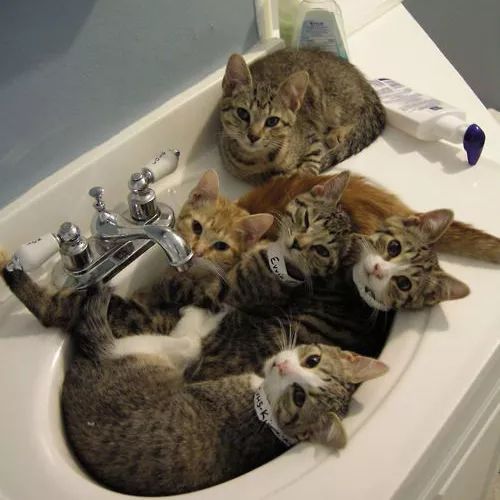 诺贝尔搞笑奖猫咪,搞笑诺贝尔奖猫咪