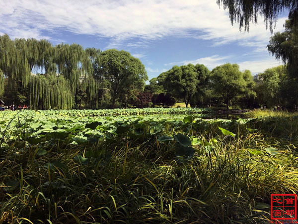 北京最好的草原湿地公园,北京的湿地公园都有哪些